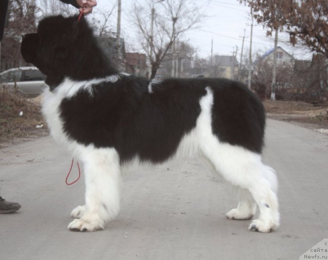 Фото: ньюфаундленд Супер Премиум Ему Нет Равных