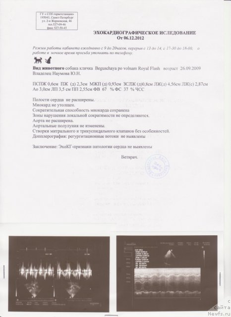 Фото: ньюфаундленд Бегущая по Волнам Роуал Флаш (Beguschaya po Volnam Royal Flash)