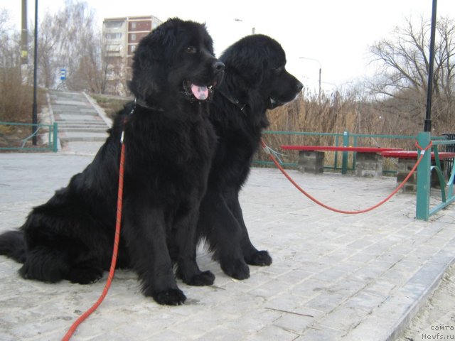 Фото: ньюфаундленд Императорский Каприз Икария, ньюфаундленд Арманьяк Души Моей