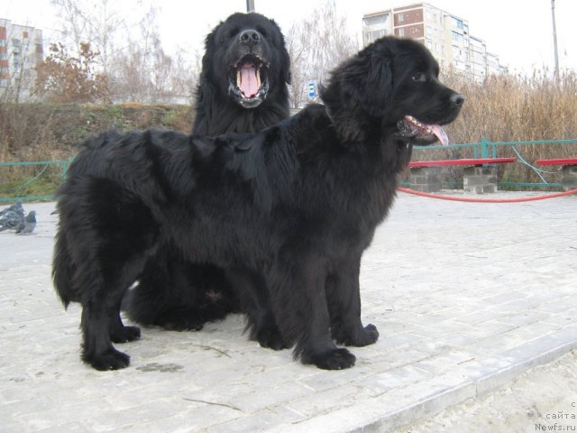 Фото: ньюфаундленд Арманьяк Души Моей, ньюфаундленд Императорский Каприз Икария