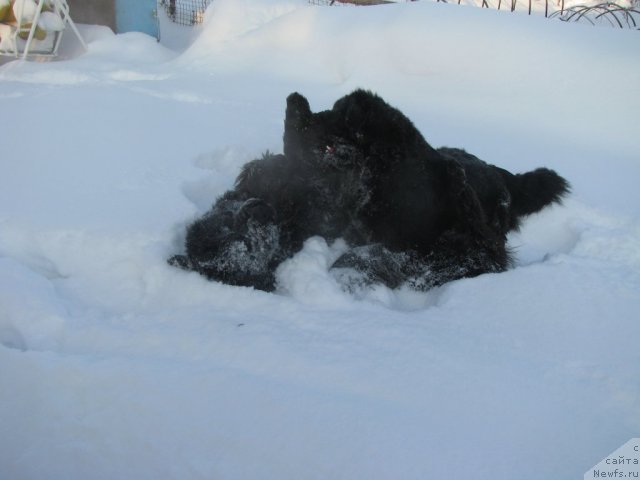 Фото: ньюфаундленд Transatlantika Nuo Ozo Kalvu, ньюфаундленд Bears Cove Lucky Break