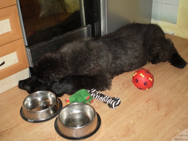 Фото: ньюфаундленд Сириус Блэк Вэй