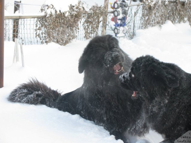 Фото: ньюфаундленд Transatlantika Nuo Ozo Kalvu, ньюфаундленд Bears Cove Lucky Break