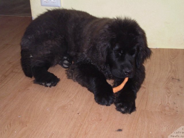 Фото: ньюфаундленд Сириус Блэк Вэй