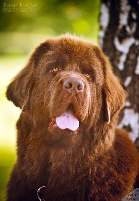 Фото: ньюфаундленд Черный Шарм Ангельская Красота (Chernyi Sharm Angel'skaya Krasota)