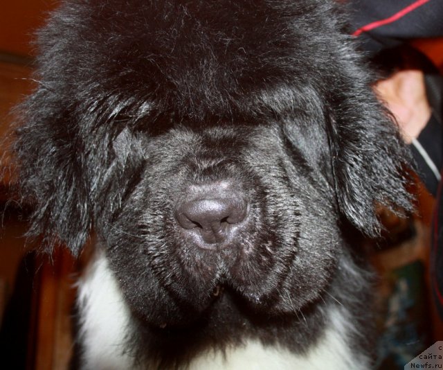 Фото: ньюфаундленд Супер Премиум Ему Нет Равных