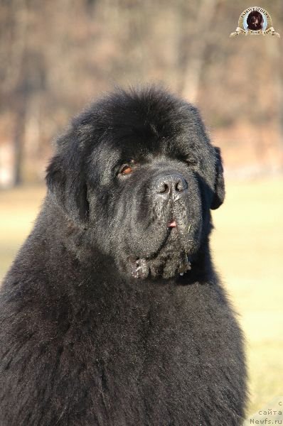 Фото: ньюфаундленд Fairweathers Keeping the Faith