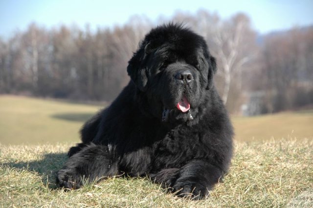 Фото: ньюфаундленд Fairweathers Keeping the Faith