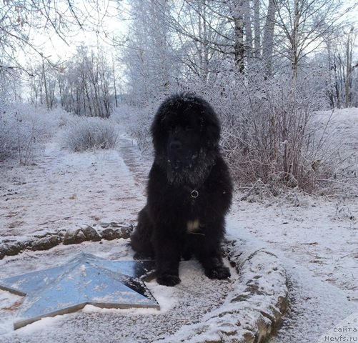 Фото: ньюфаундленд Плюшевая Панда Центре Стаге (Plushevaya Panda Centre Stage)