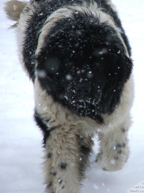 Фото: ньюфаундленд Плюшевая Панда Хаира (Plushevayа Panda Haira)