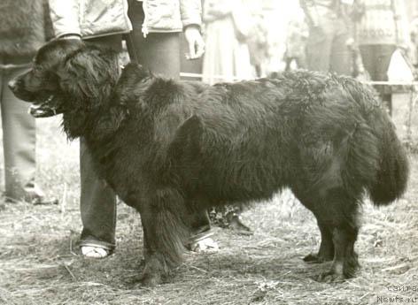 Фото: ньюфаундленд Гер Ара