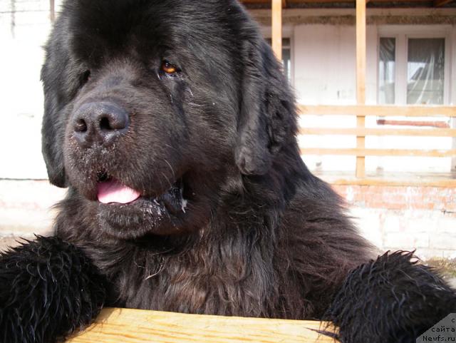 Фото: ньюфаундленд Данс Мемори Фьюджан Риф