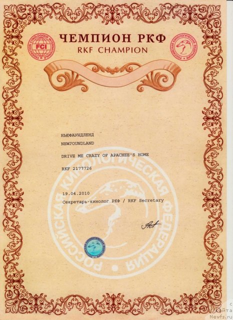 Фото: ньюфаундленд Drive Me Crazy of Apachee's Home