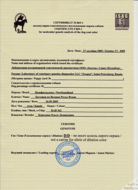 Фото: ньюфаундленд Бегущая по Волнам Роуал Флаш (Beguschaya po Volnam Royal Flash)