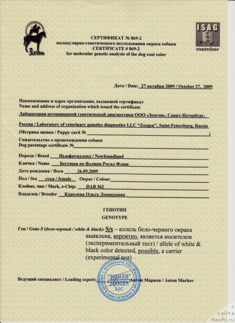 Фото: ньюфаундленд Бегущая по Волнам Роуал Флаш (Beguschaya po Volnam Royal Flash)