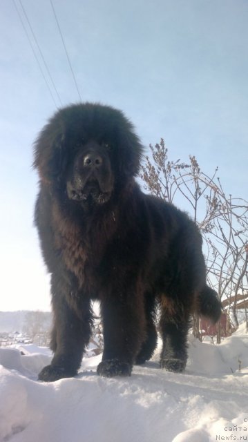 Фото: ньюфаундленд Супер Премиум Ля Мезон