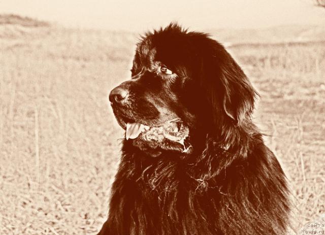 Фото: ньюфаундленд Лесная Сказка Роза Черная