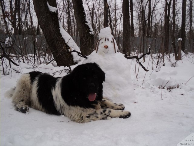Фото: ньюфаундленд Плюшевая Панда Ферреро Ронд Нуар (Plushevaya Panda Ferrero Rond Noir)