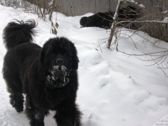 Фото: ньюфаундленд Very Fairweathers X'Got The Rhythm