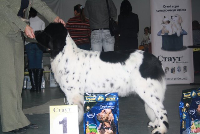 Фото: ньюфаундленд Сказочная Кроха Прелестная Блонди