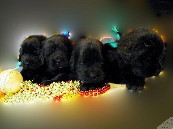 Фото: ньюфаундленд Zhdanny Syn Vialiki Miadzvedz