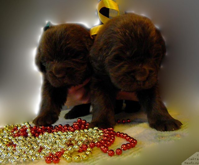 Фото: ньюфаундленд Zhdanny Syn Vialiki Miadzvedz