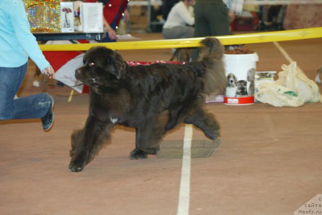 Фото: ньюфаундленд Обуш Шед Юдашкин Стиль (Obush Shed Yudashkin Stil)