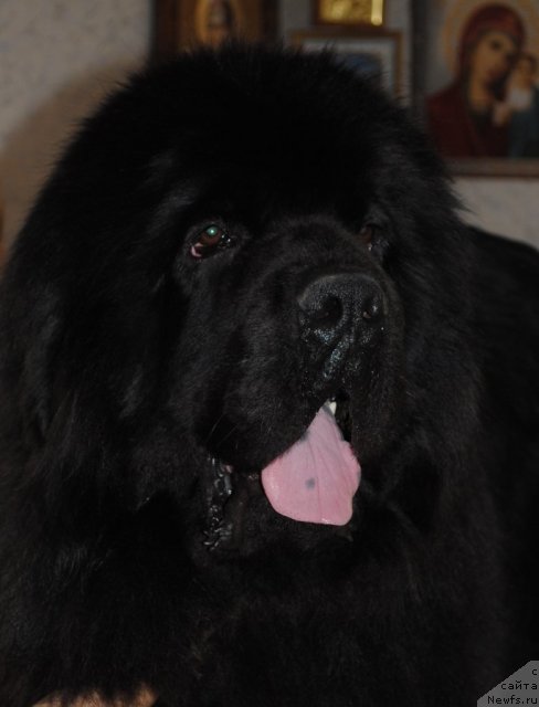 Фото: ньюфаундленд Сент Джонс Убертино (Sent Djons Ubertino)