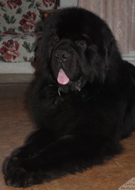 Фото: ньюфаундленд Сент Джонс Убертино (Sent Djons Ubertino)