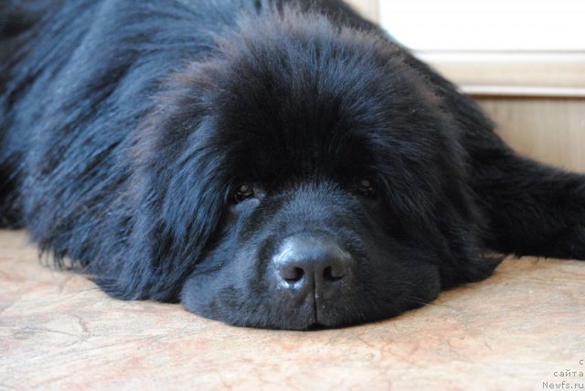 Фото: ньюфаундленд Сент Джонс Убертино (Sent Djons Ubertino)