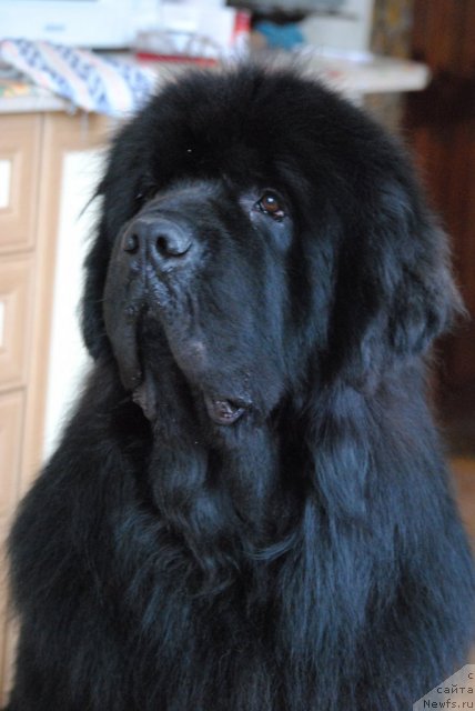 Фото: ньюфаундленд Сент Джонс Убертино (Sent Djons Ubertino)