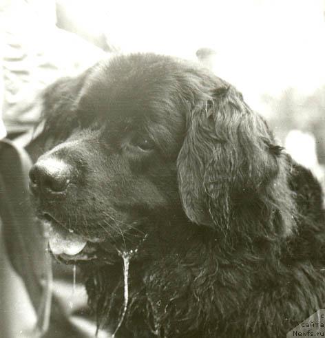 Фото: ньюфаундленд Гер Ара