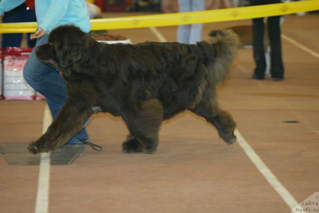 Фото: ньюфаундленд Обуш Шед Юдашкин Стиль (Obush Shed Yudashkin Stil)