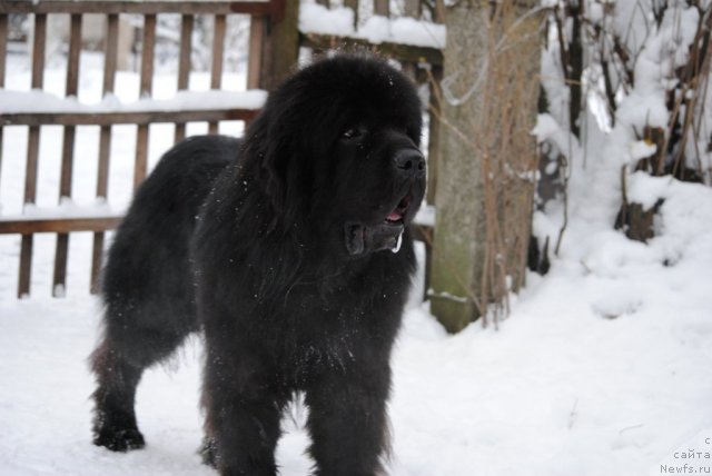 Фото: ньюфаундленд Сент Джонс Убертино (Sent Djons Ubertino)