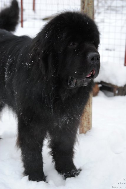 Фото: ньюфаундленд Сент Джонс Убертино (Sent Djons Ubertino)