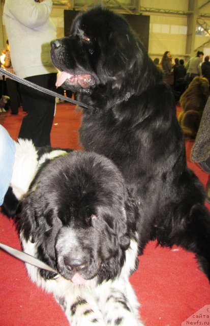 Фото: ньюфаундленд Их Высочество Владлена Маджикс, ньюфаундленд Супер Бизон Екатеринбург (Super Bizon Ekaterinburg)