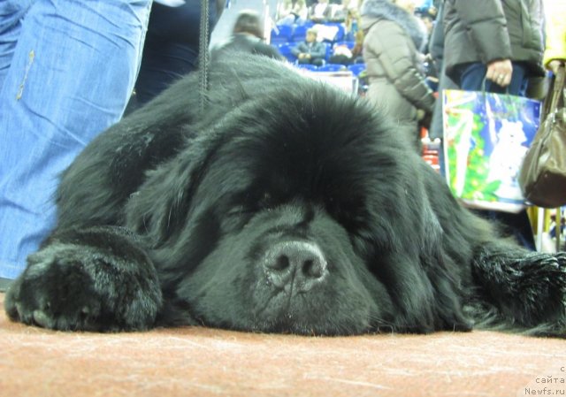 Фото: ньюфаундленд Их Высочество Владлена Маджикс