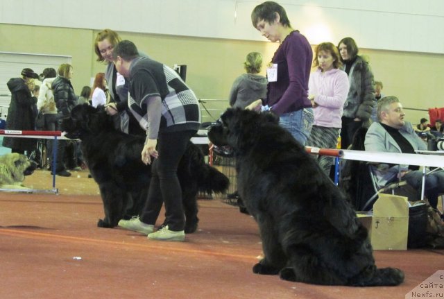 Фото: ньюфаундленд Августин Пермский Медведь, ньюфаундленд Ньюфорт Фидель (Njufort Fidel)