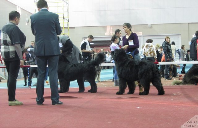 Фото: ньюфаундленд Августин Пермский Медведь, ньюфаундленд Ньюфорт Фидель (Njufort Fidel)