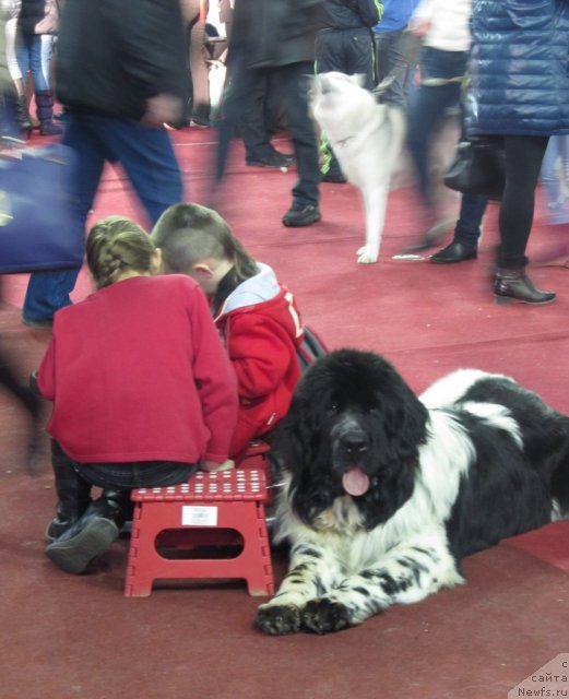 Фото: ньюфаундленд Супер Бизон Екатеринбург (Super Bizon Ekaterinburg)