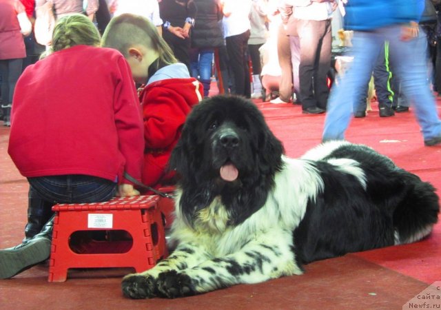 Фото: ньюфаундленд Супер Бизон Екатеринбург (Super Bizon Ekaterinburg)