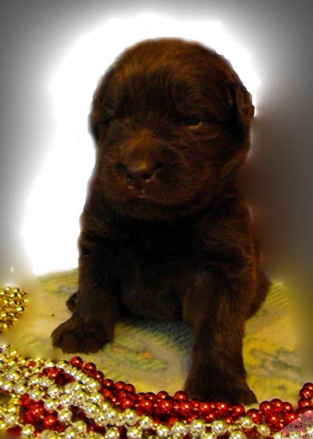 Фото: ньюфаундленд Zhdanny Syn Vialiki Miadzvedz