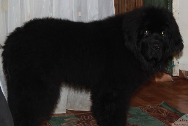 Фотография № 112313