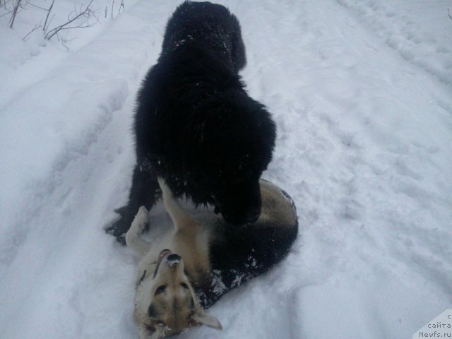 Фото: ньюфаундленд Пчёлкин Дом Дафна (Pchiolkin Dom Dafna)