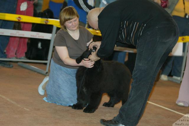 Фото: ньюфаундленд Акватория Келвин Зигмунд