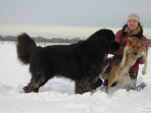 Фото: ньюфаундленд Кипер Соул Лайон Хэерт