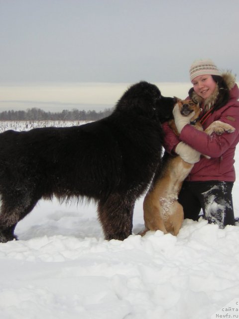 Фото: ньюфаундленд Кипер Соул Лайон Хэерт