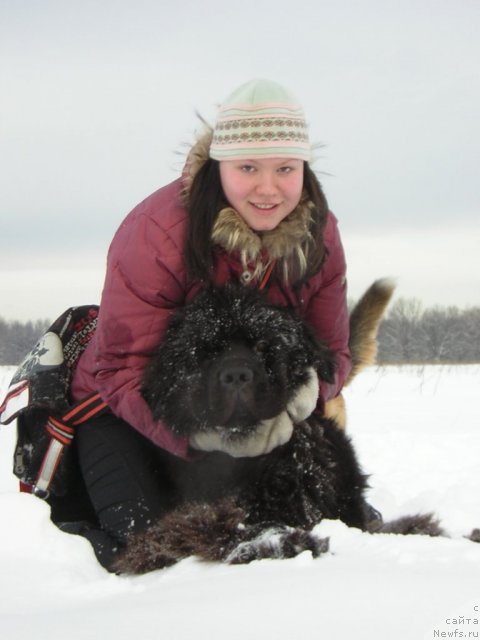 Фото: ньюфаундленд Кипер Соул Лайон Хэерт