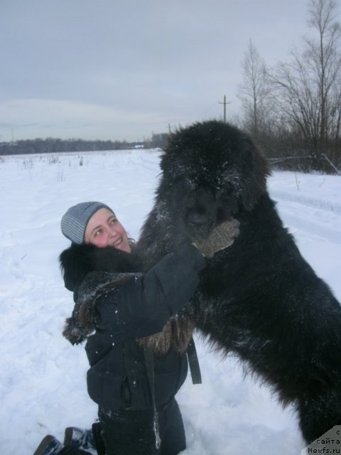 Фото: ньюфаундленд Кипер Соул Лайон Хэерт