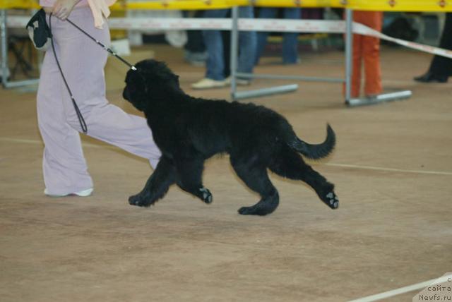 Фото: ньюфаундленд Сиа Кинг